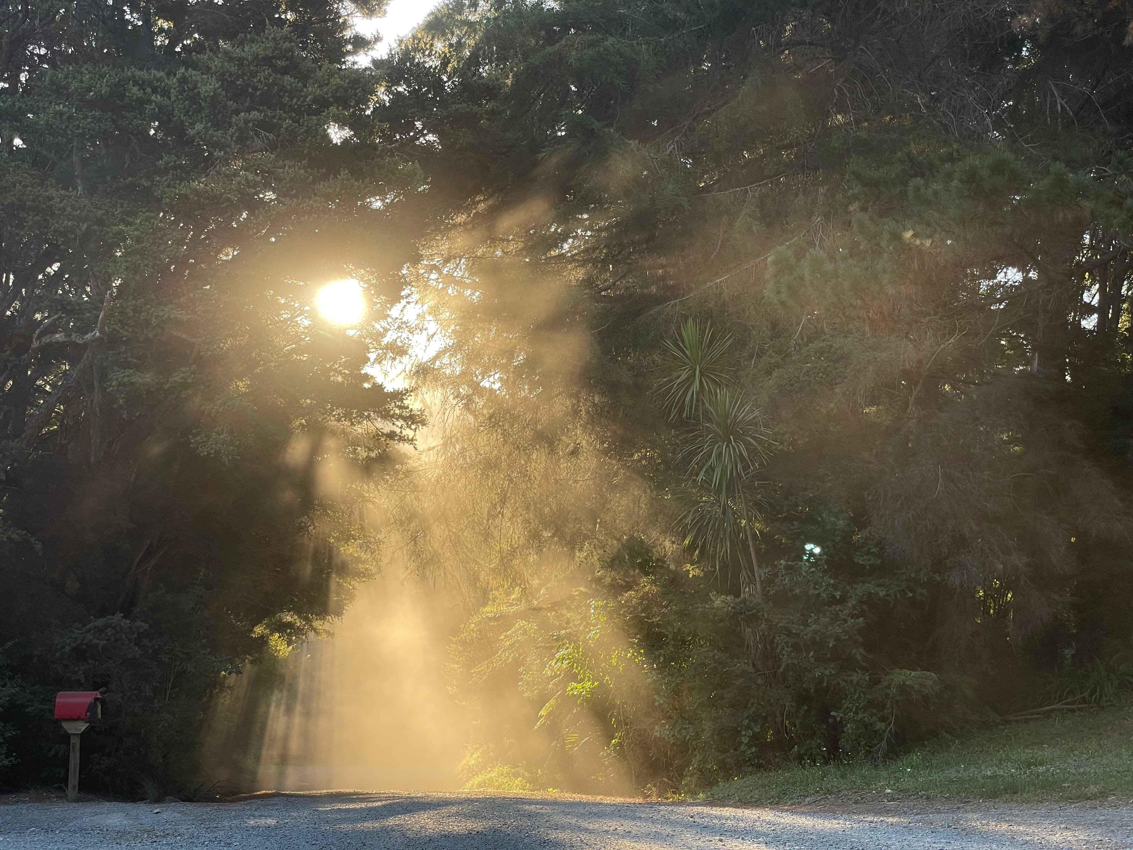 Sunlight breaking through trees